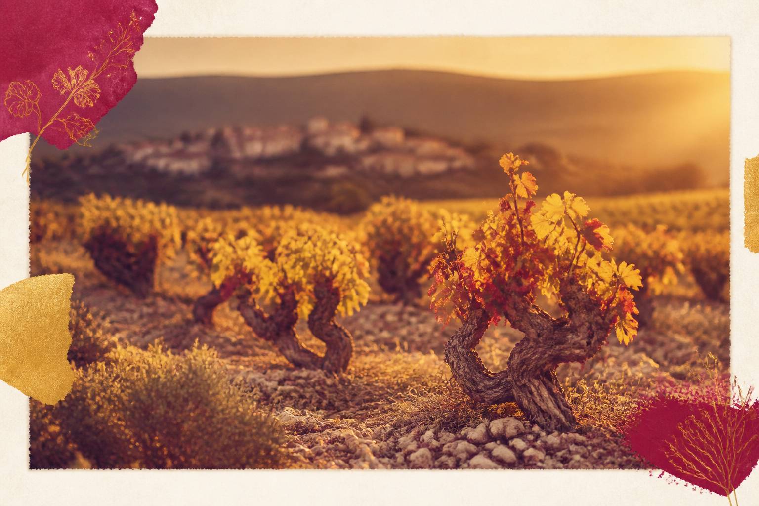 Rangées de vignes basses méditerranéennes sous une lumière dorée